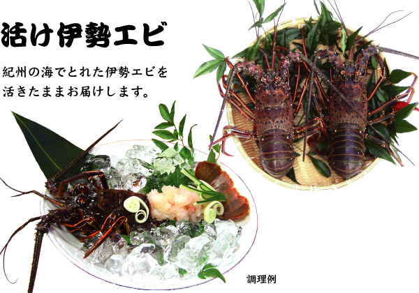 【活け伊勢エビ】紀州の海でとれた伊勢エビを活きたままお届けします。