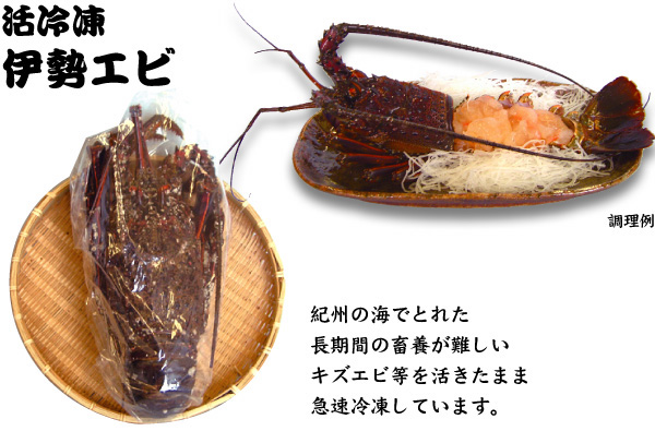 【活冷凍伊勢エビ】紀州の海でとれた長期間の畜養が難しいキズエビ等を活きたまま急速冷凍しています。